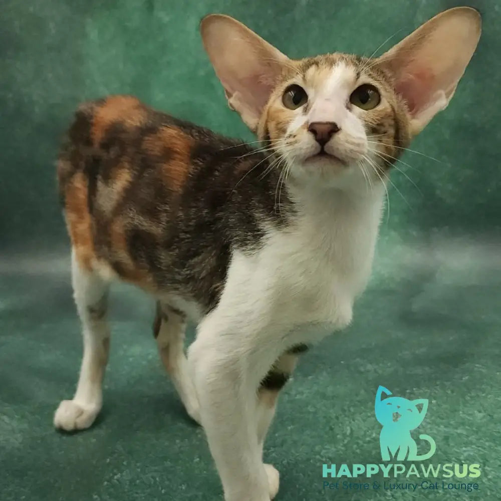 Ustina Oriental Shorthair female black tortie tabby bicolour - live animals