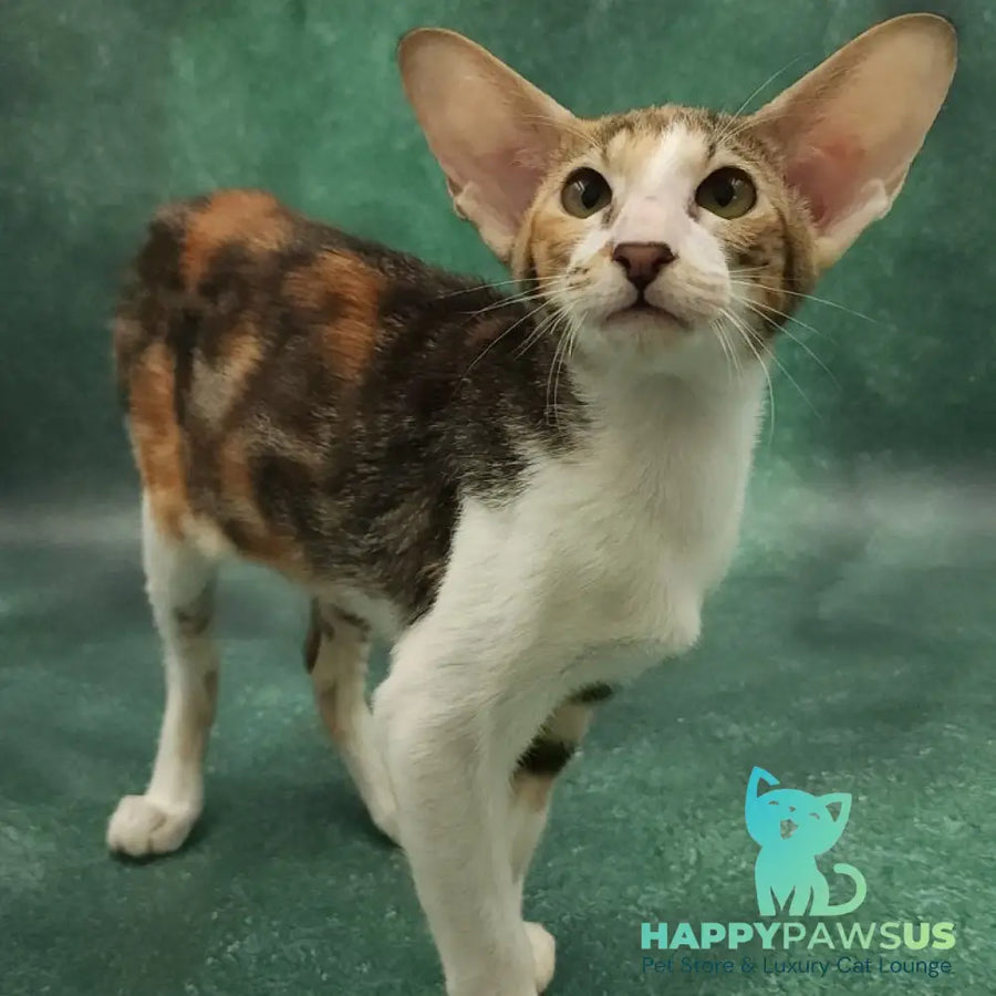 Ustina Oriental Shorthair female black tortie tabby bicolour - live animals