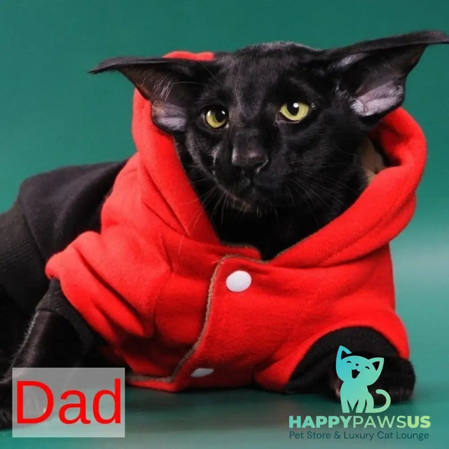 Ustina Oriental Shorthair female black tortie tabby bicolour - live animals