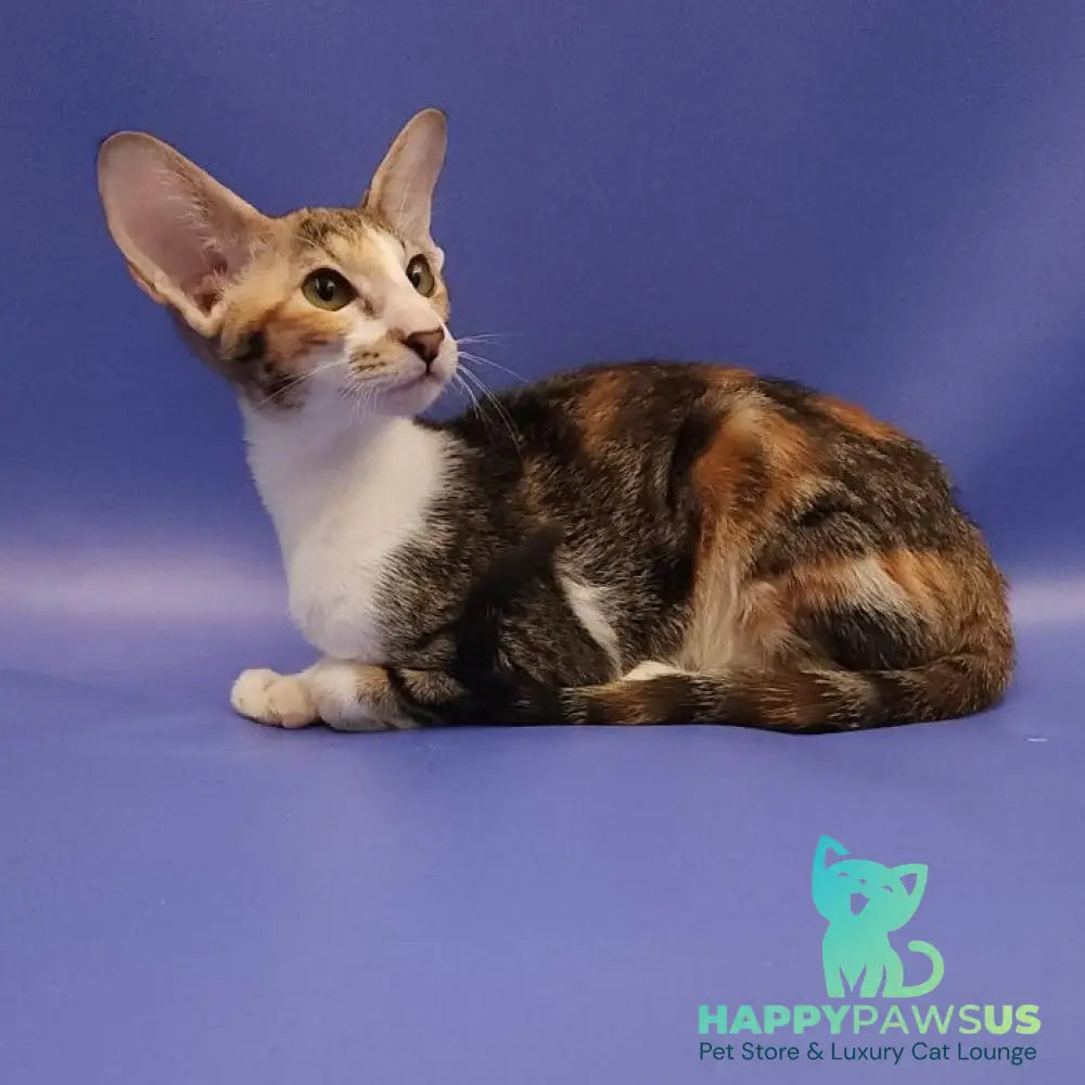 Ustina Oriental Shorthair female black tortie tabby bicolour - live animals