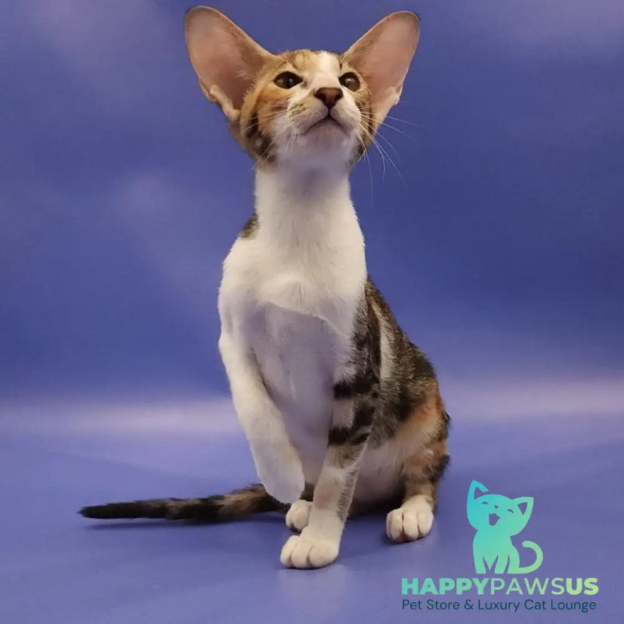 Ustina Oriental Shorthair female black tortie tabby bicolour - live animals