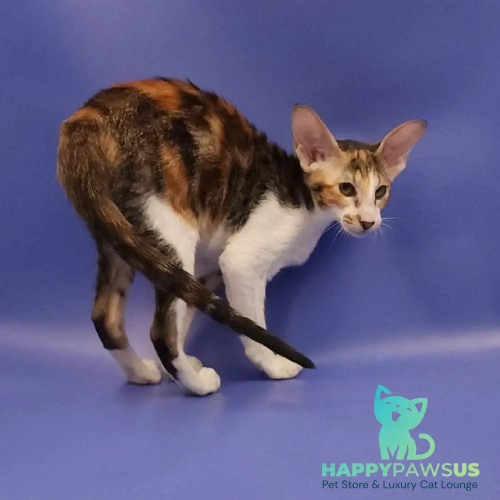 Ustina Oriental Shorthair female black tortie tabby bicolour - live animals