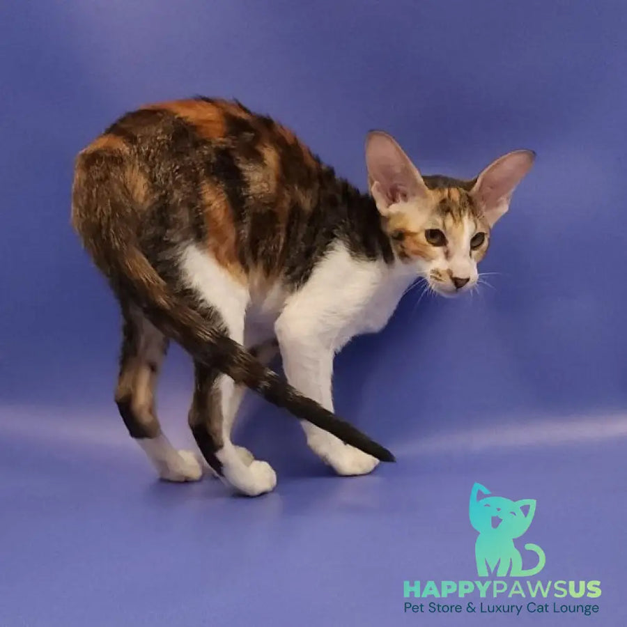 Ustina Oriental Shorthair female black tortie tabby bicolour - live animals