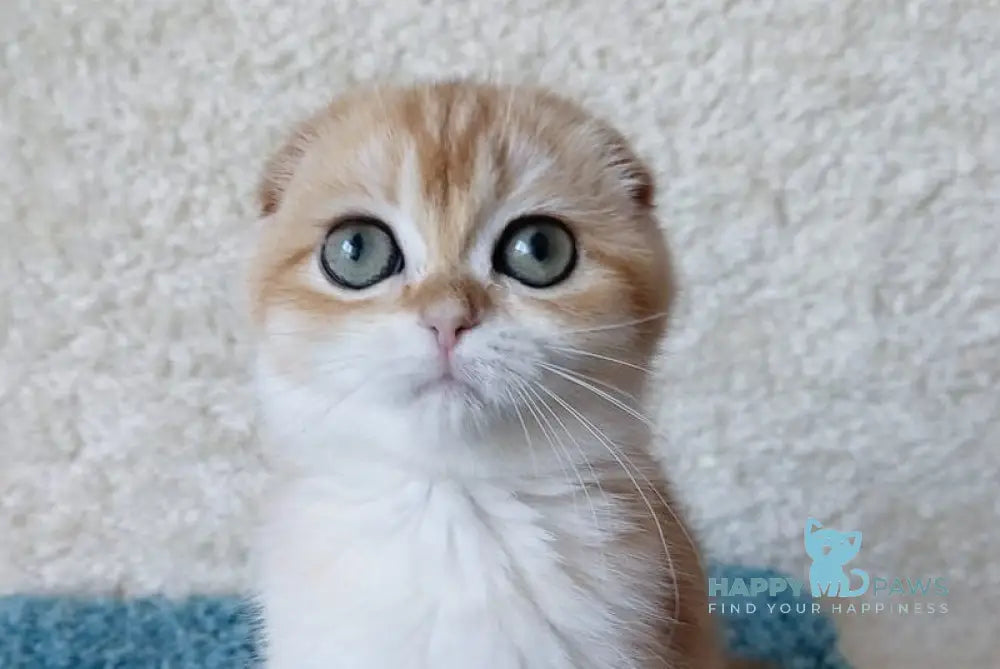 Ustina Scottish Fold female black golden chinchilla live animals