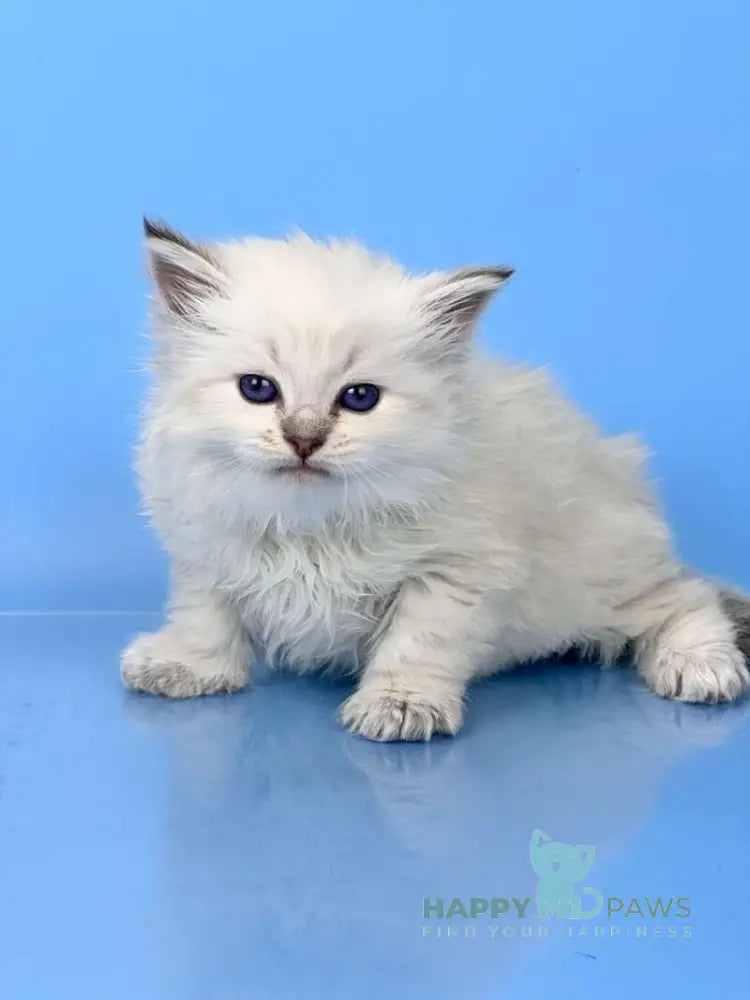 Usyk Siberian male seal lynx pointed live animals