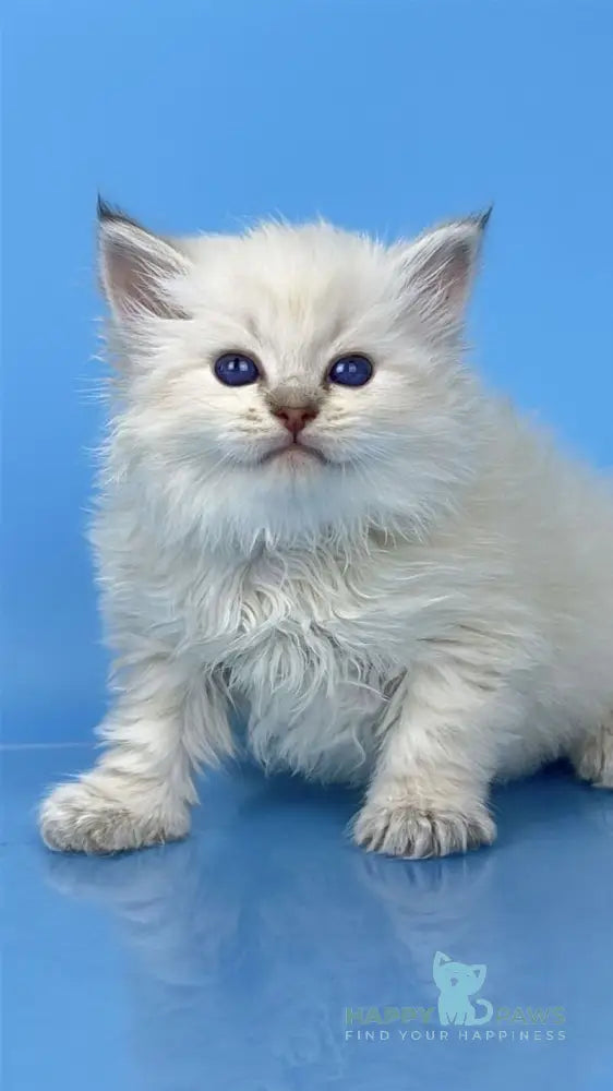 Usyk Siberian male seal lynx pointed live animals