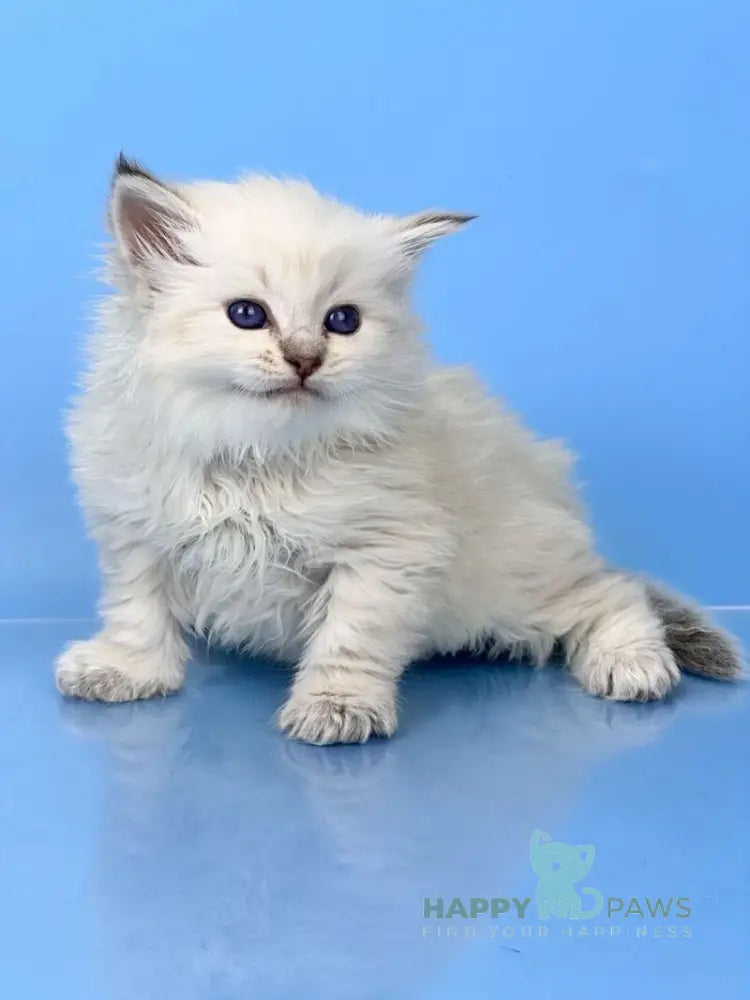 Usyk Siberian male seal lynx pointed live animals