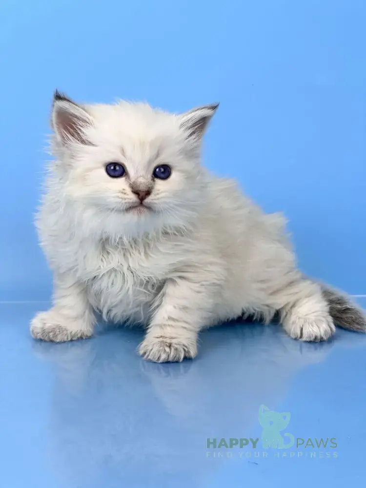 Usyk Siberian male seal lynx pointed live animals