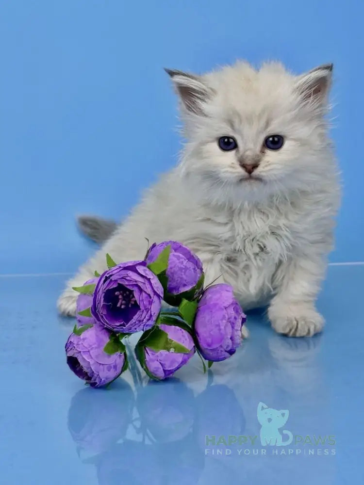 Usyk Siberian male seal lynx pointed live animals