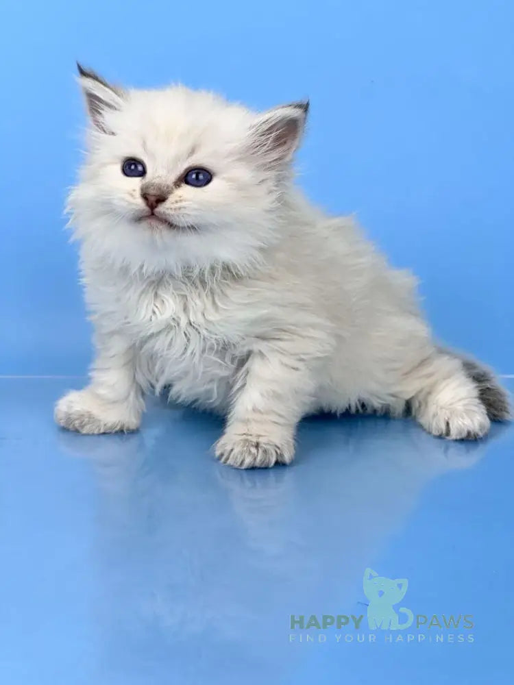 Usyk Siberian male seal lynx pointed live animals