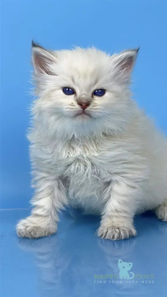 Usyk Siberian male seal lynx pointed live animals