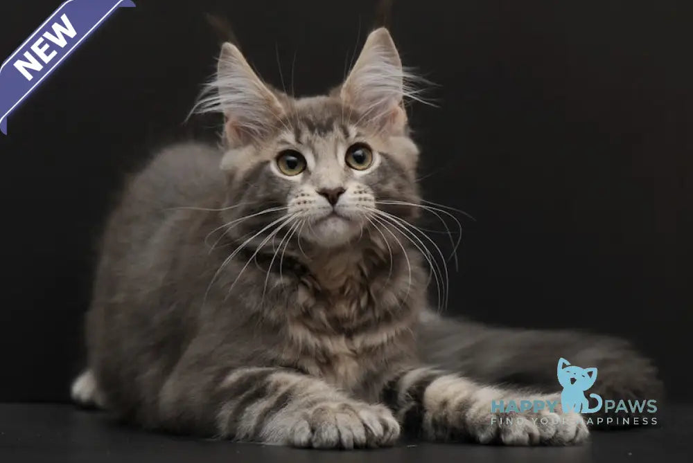 Uteha Maine Coon polydactyl female blue tabby live animals