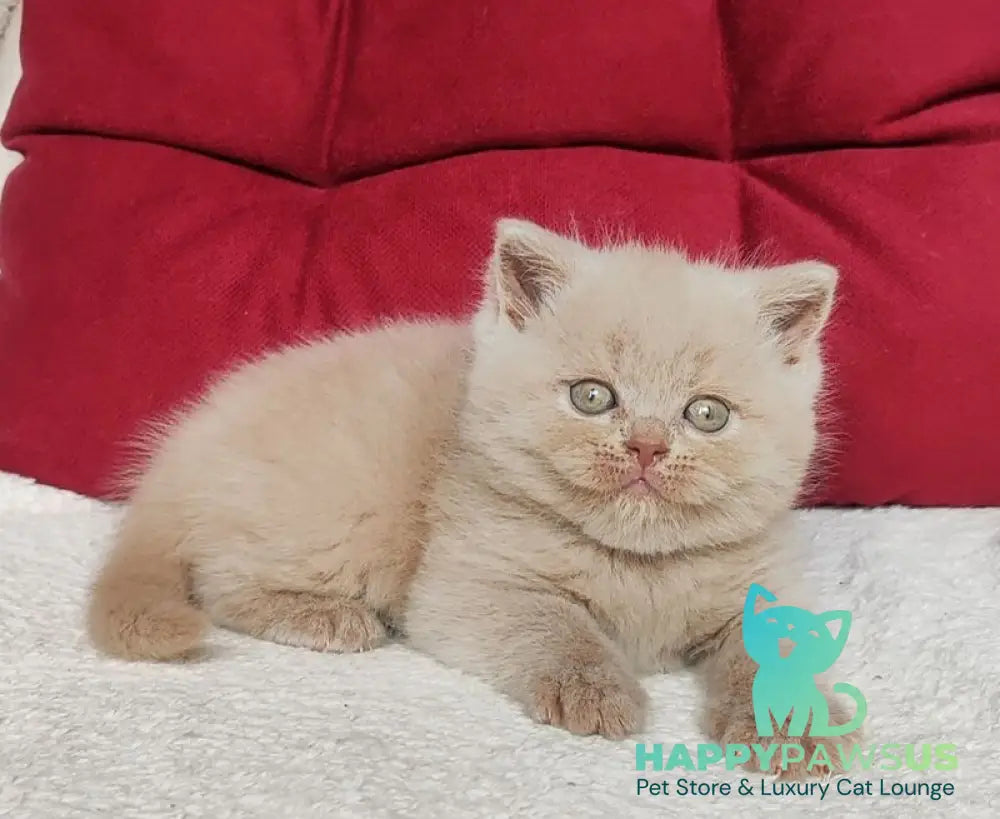 Utred British Shorthair male fawn - live animals