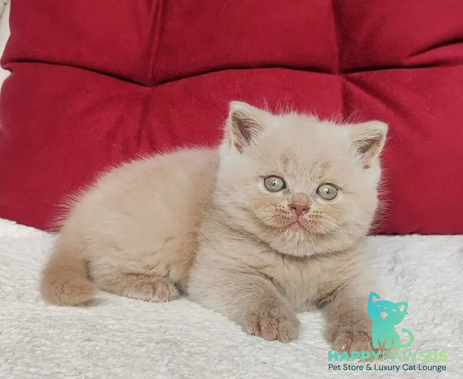 Utred British Shorthair male fawn - live animals