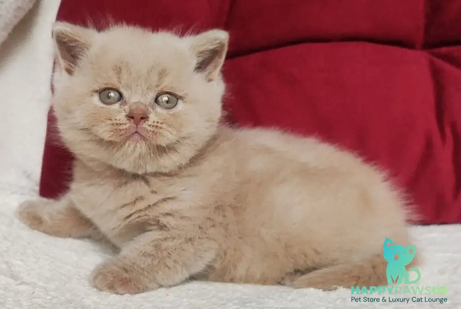 Utred British Shorthair male fawn - live animals