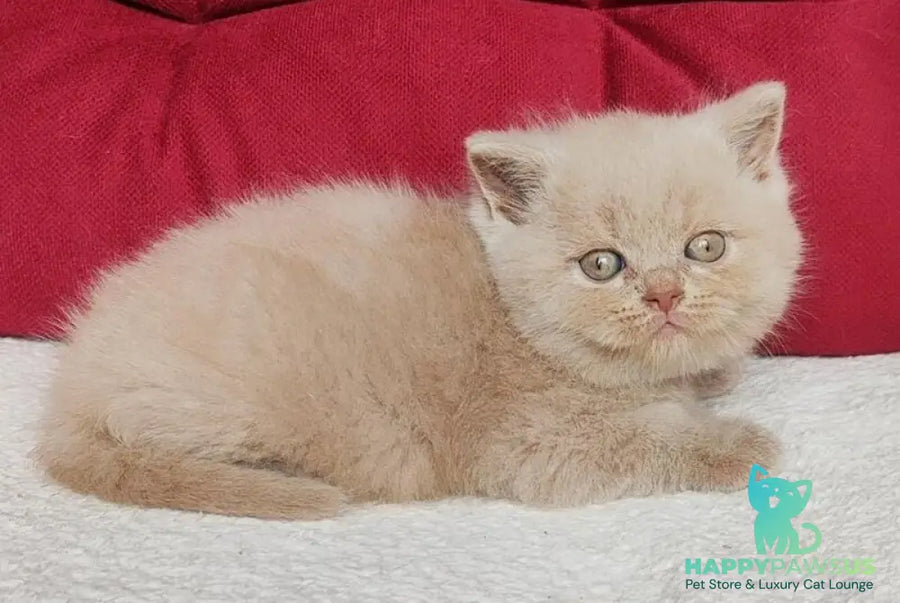 Utred British Shorthair male fawn - live animals