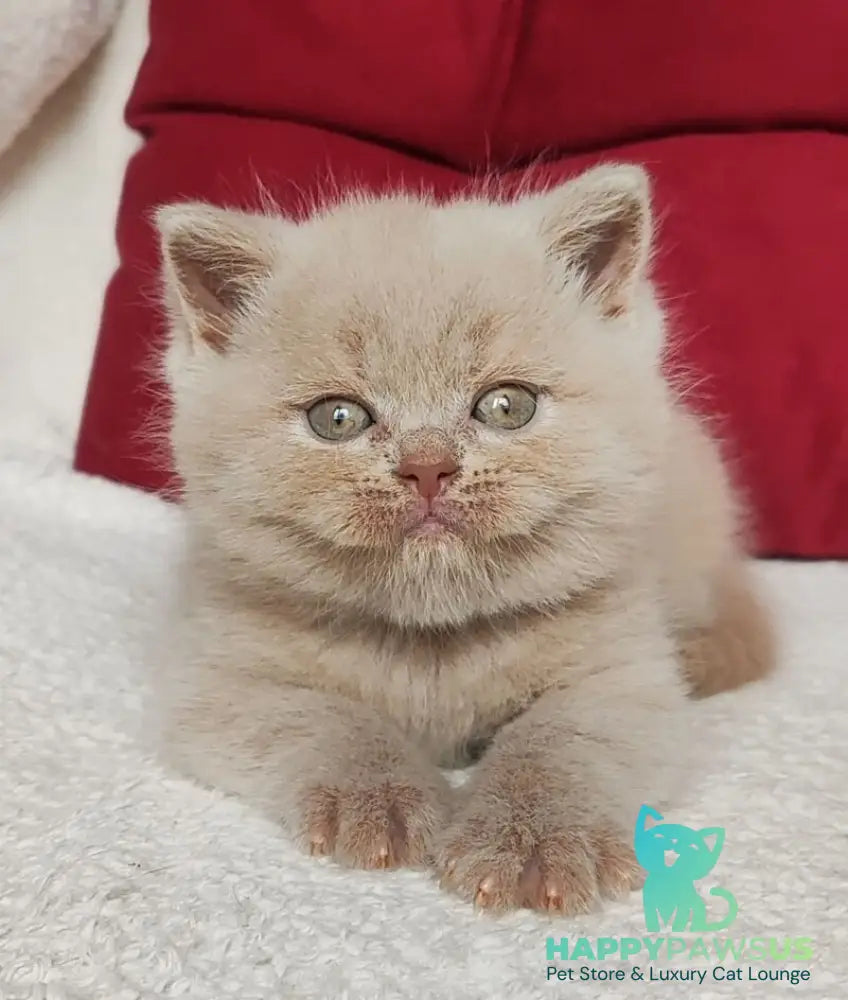 Utred British Shorthair male fawn - live animals