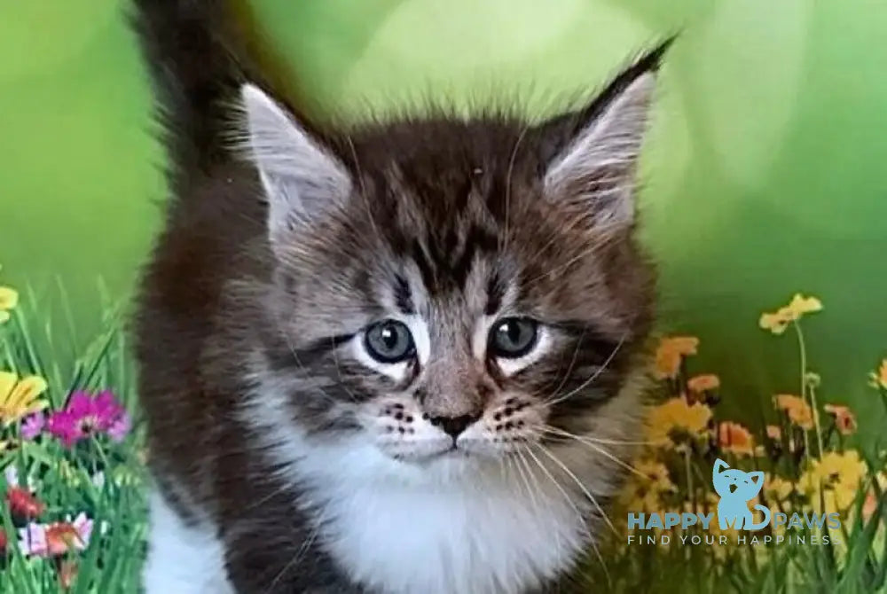 Uttar Maine Coon male black silver bicolour tabby live animals