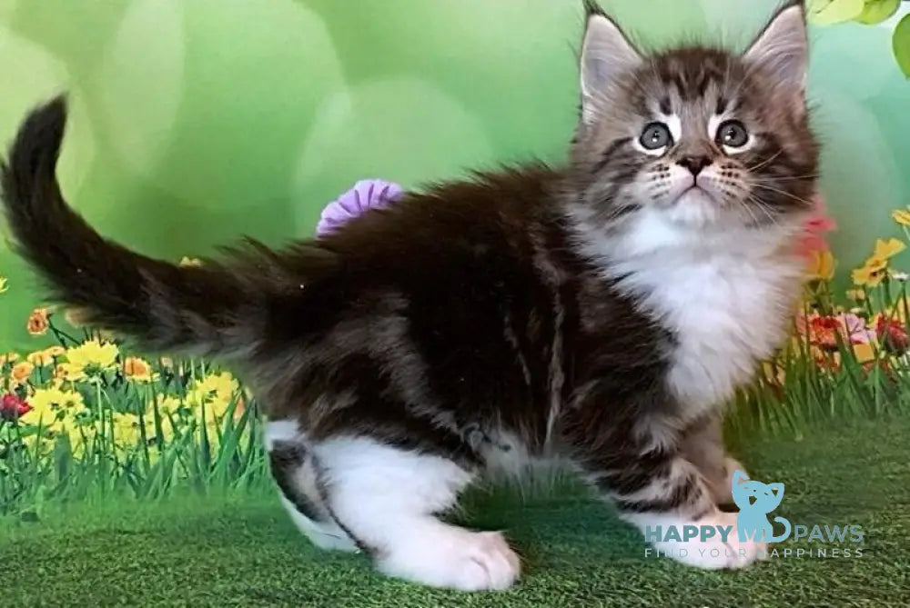 Uttar Maine Coon male black silver bicolour tabby live animals