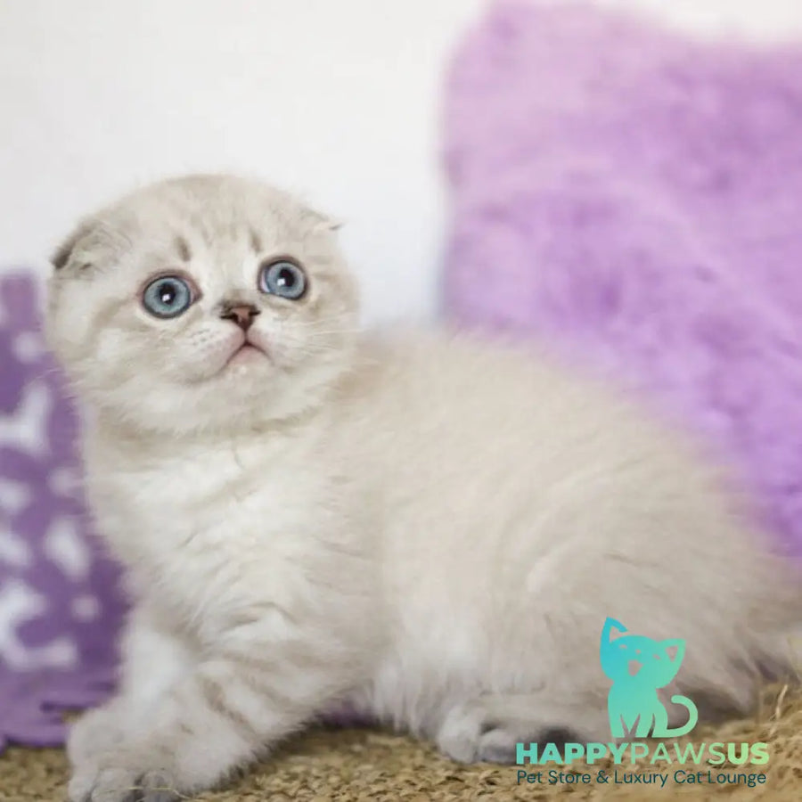 Uty Puty Scottish Fold male black shaded pointed - live animals