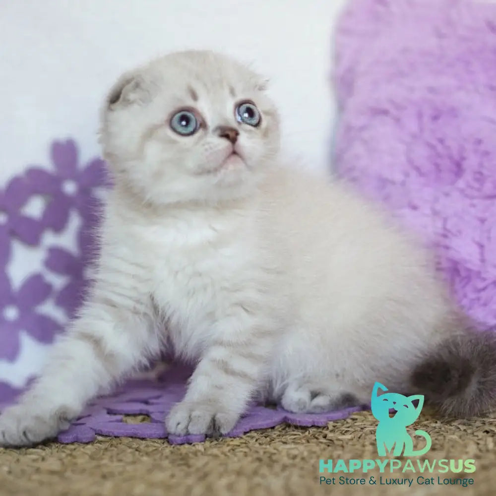 Uty Puty Scottish Fold male black shaded pointed - live animals