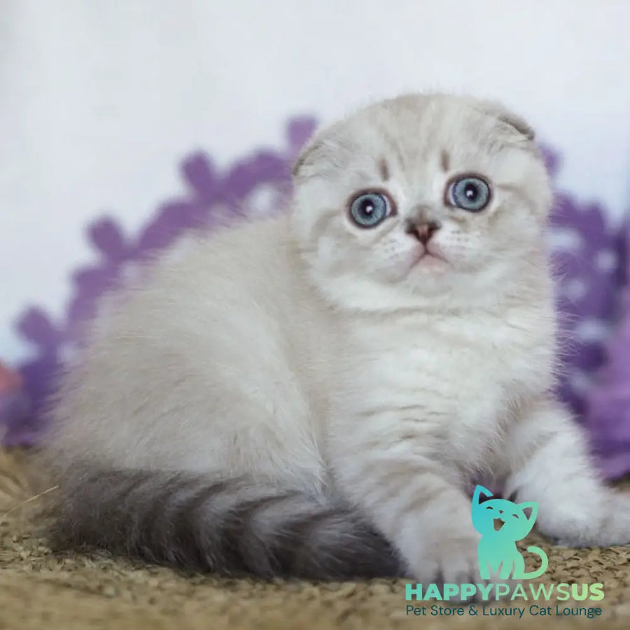 Uty Puty Scottish Fold male black shaded pointed - live animals