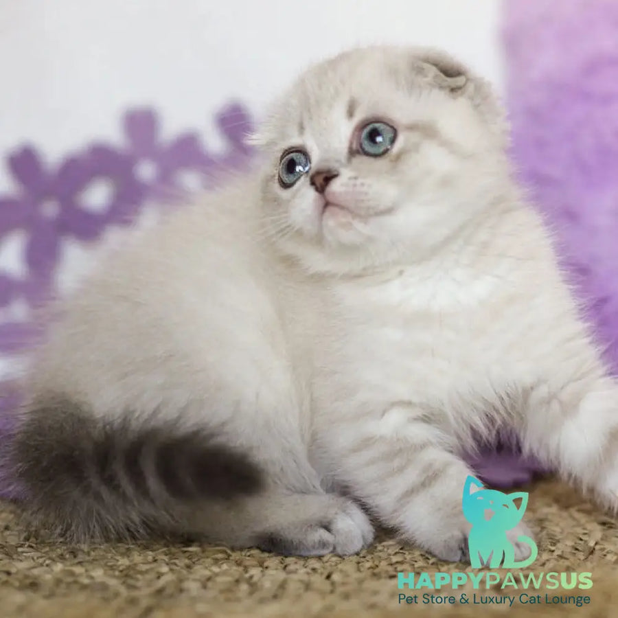 Uty Puty Scottish Fold male black shaded pointed - live animals