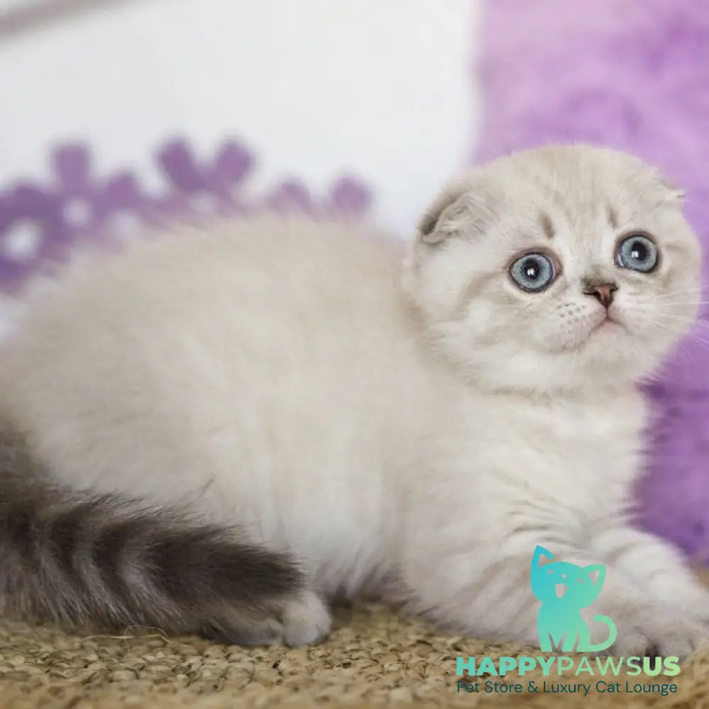 Uty Puty Scottish Fold male black shaded pointed - live animals