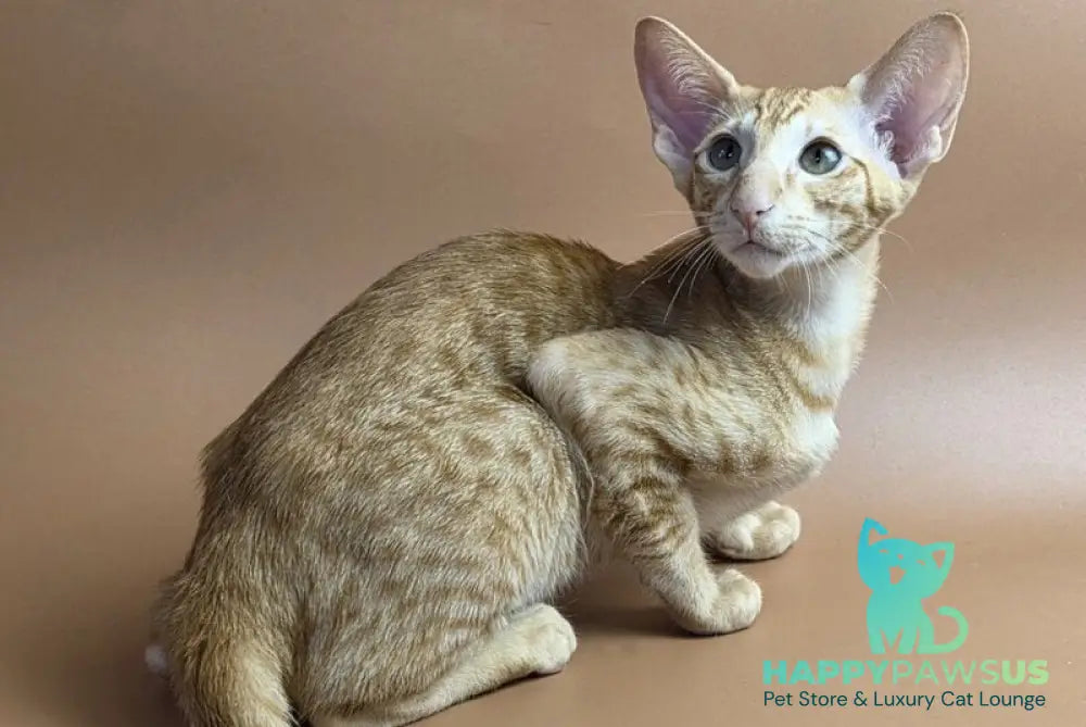 Uvar Oriental Shorthair male red - live animals