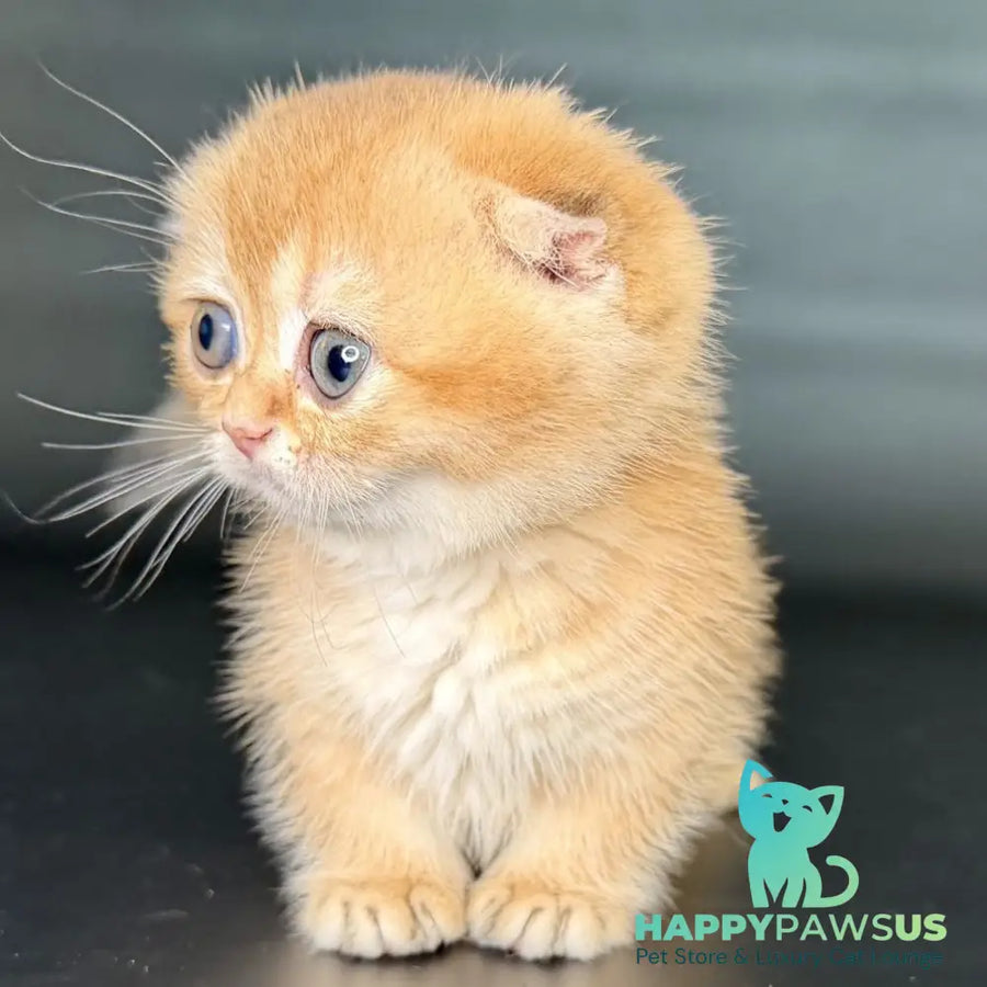 Uxie Munchkin female black golden chinchilla - live animals
