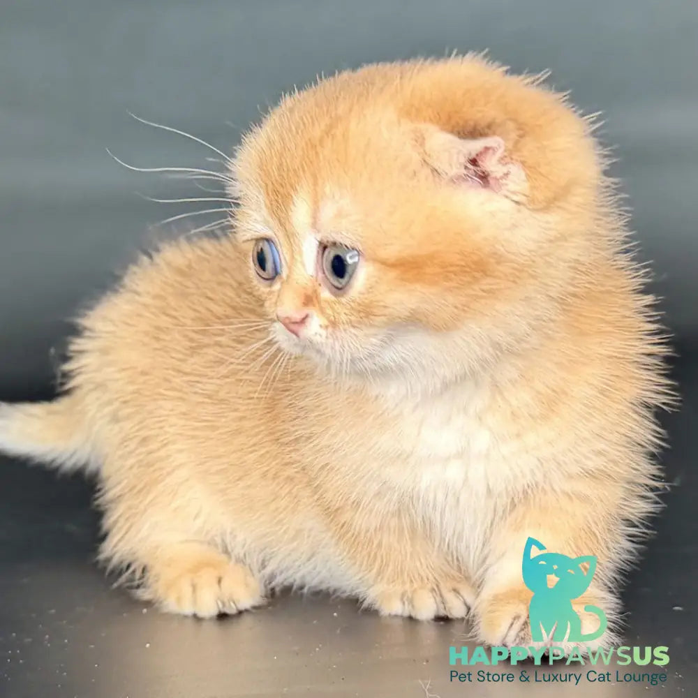 Uxie Munchkin female black golden chinchilla - live animals