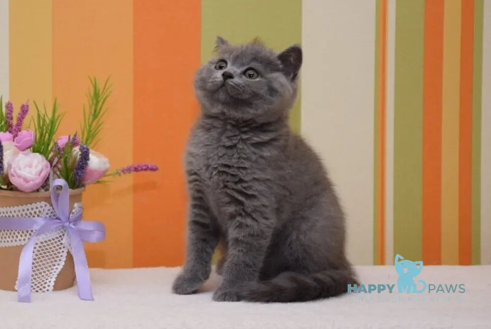 Uyalay British Shorthair male blue live animals