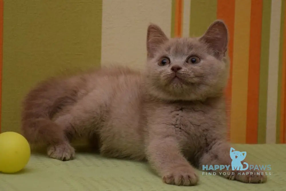 Uylis British Shorthair male fawn live animals