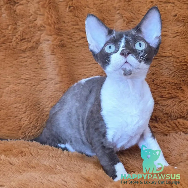 Uylis Devon Rex male chocolate bicolour - live animals