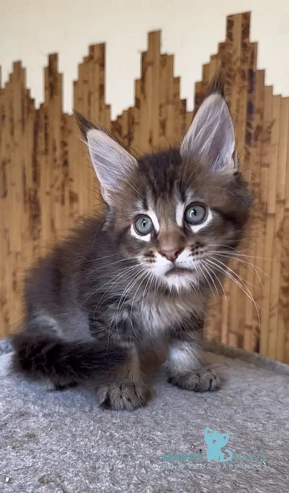 Uzhik Maine Coon male black ticked tabby live animals