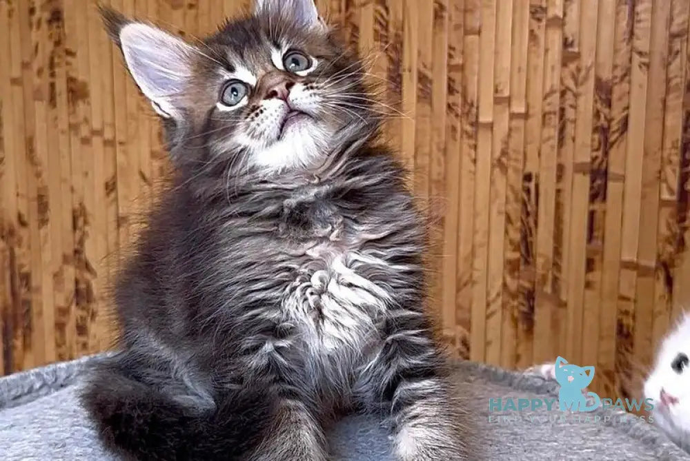 Uzhik Maine Coon male black ticked tabby live animals