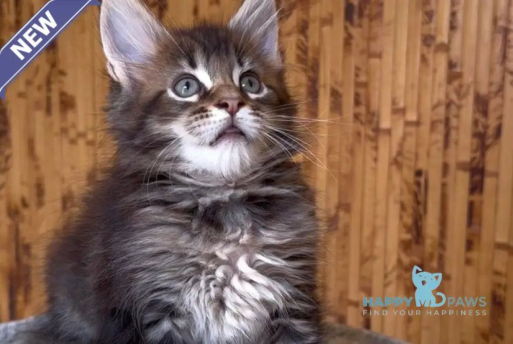Uzhik Maine Coon male black ticked tabby live animals