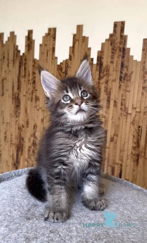Uzhik Maine Coon male black ticked tabby live animals