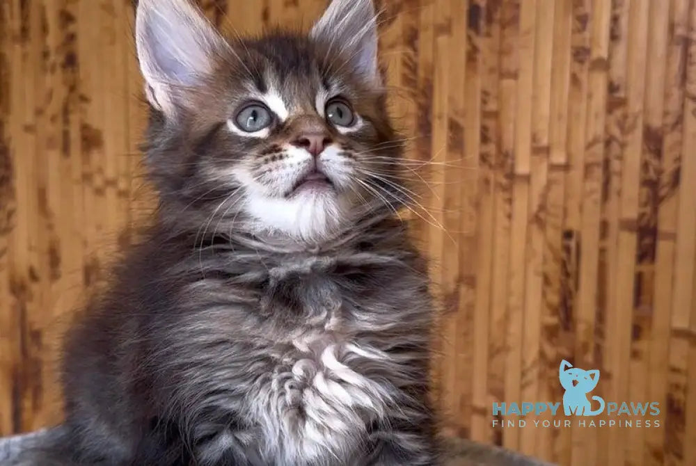 Uzhik Maine Coon male black ticked tabby live animals