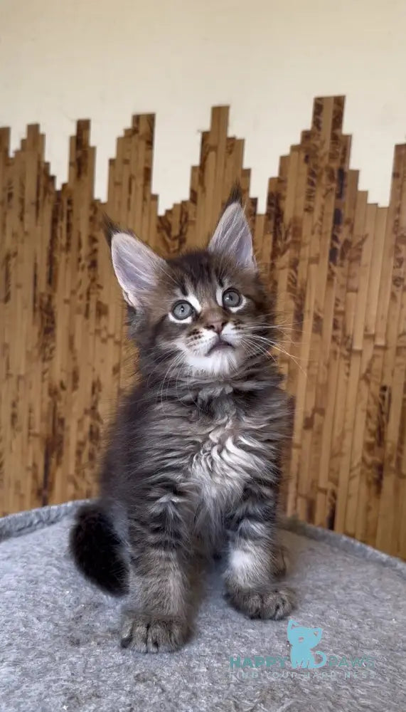 Uzhik Maine Coon male black ticked tabby live animals