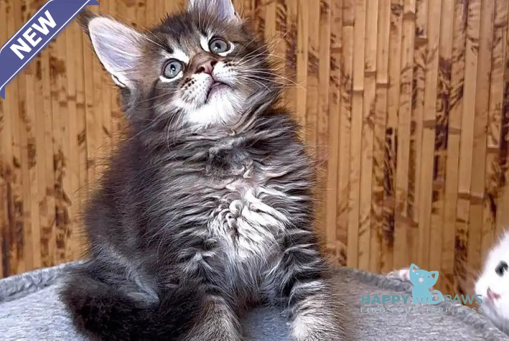 Uzhik Maine Coon male black ticked tabby live animals
