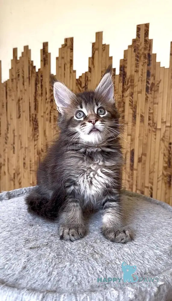 Uzhik Maine Coon male black ticked tabby live animals