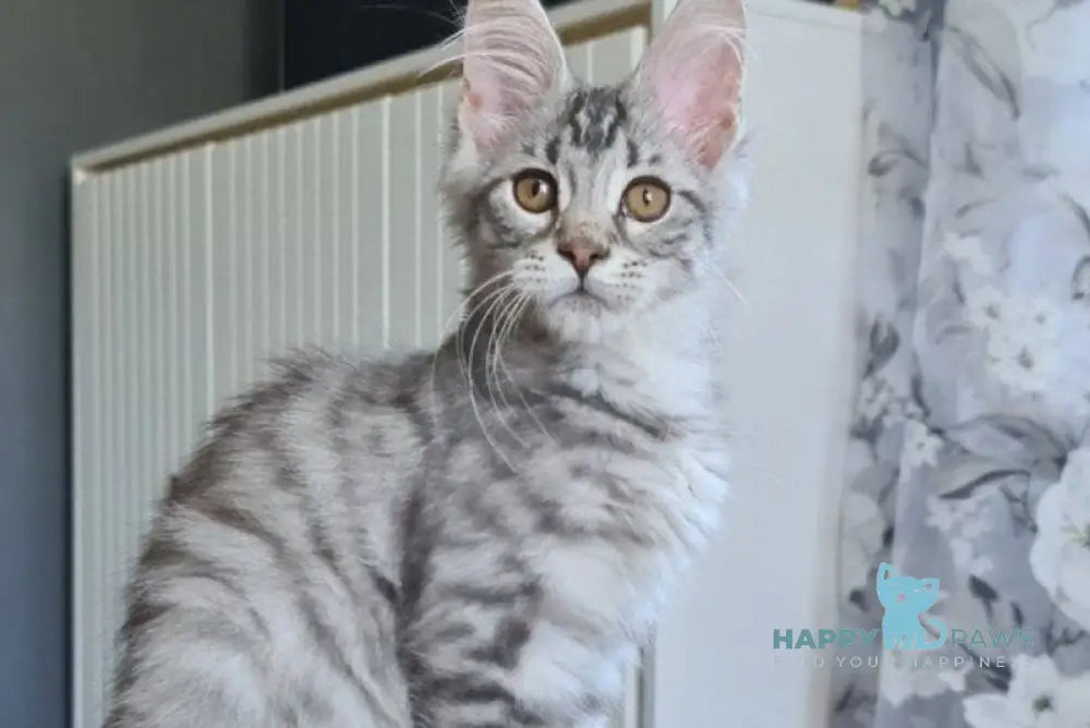 Uzvar Maine Coon male black silver tabby live animals