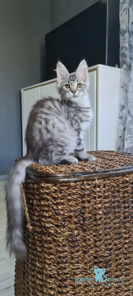Uzvar Maine Coon male black silver tabby live animals