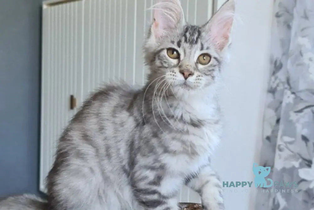 Uzvar Maine Coon male black silver tabby live animals