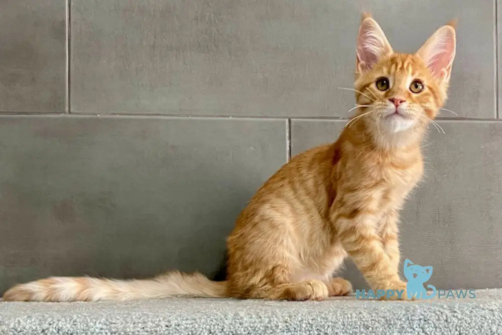 Vacula Maine Coon male red spotted tabby live animals