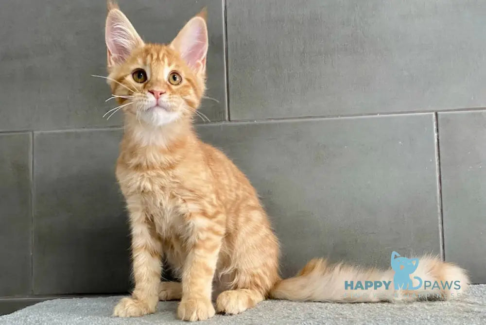 Vacula Maine Coon male red spotted tabby live animals