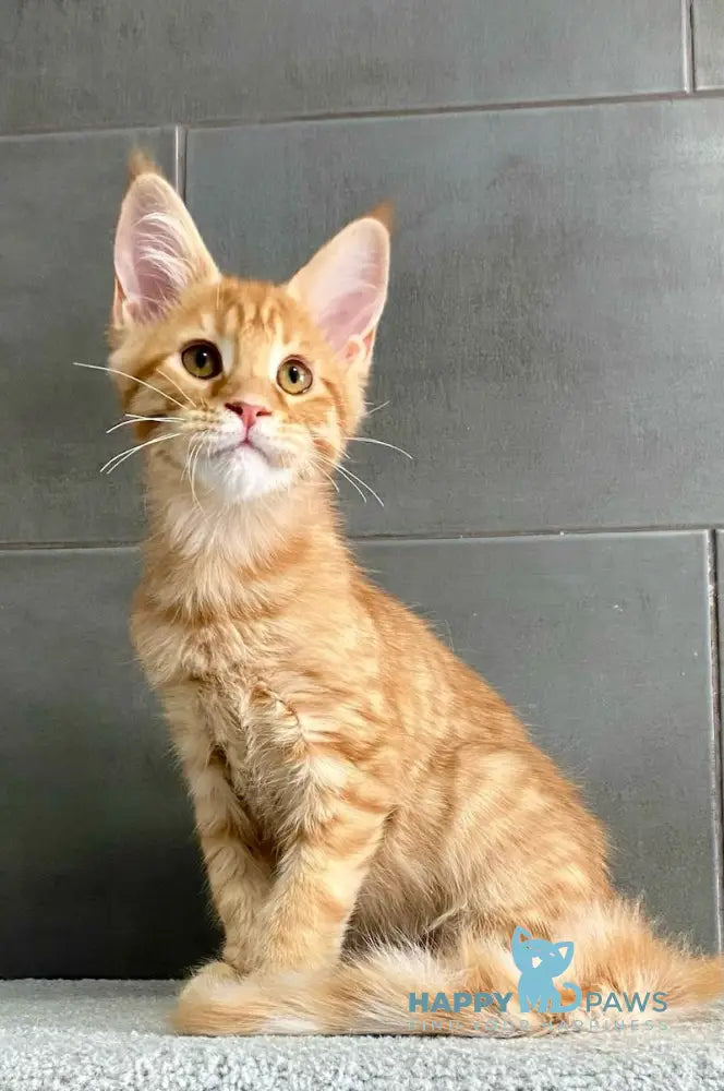 Vacula Maine Coon male red spotted tabby live animals