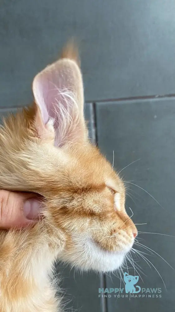 Vacula Maine Coon male red spotted tabby live animals