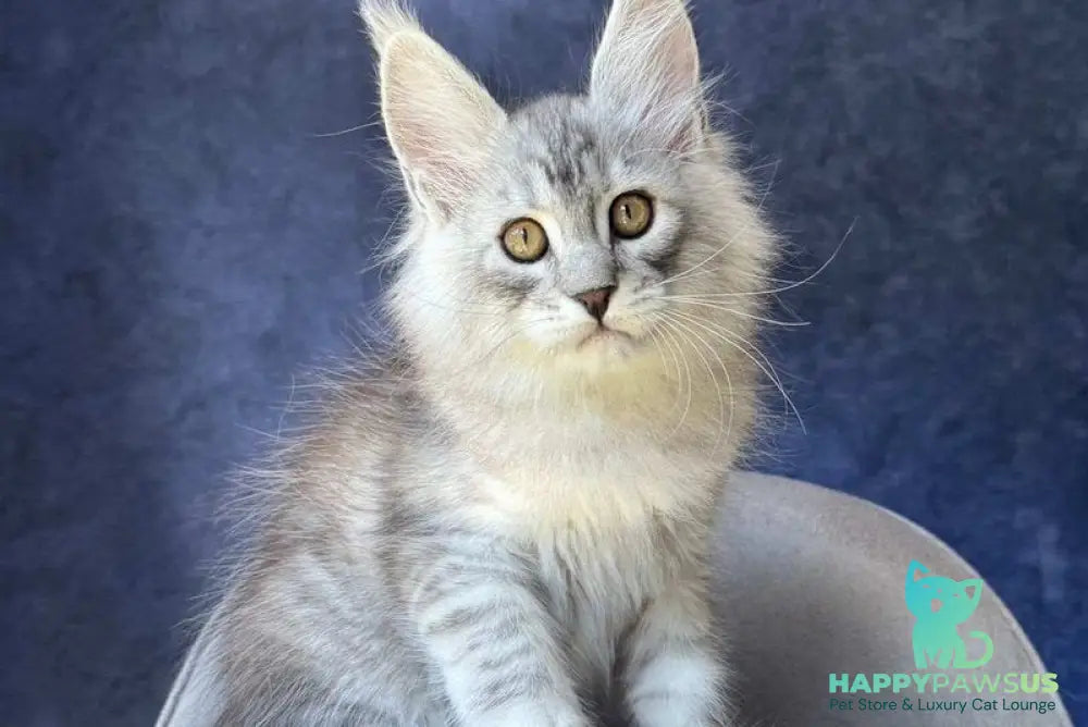 Vadash Maine Coon male black silver spotted tabby - live animals
